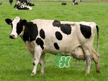 牛初乳咀嚼片為什么會(huì)拉肚子？牛初乳咀嚼片吃了拉肚子正常嗎？