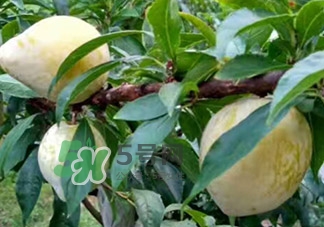 黃金奈李多少錢一斤？黃金奈李價格