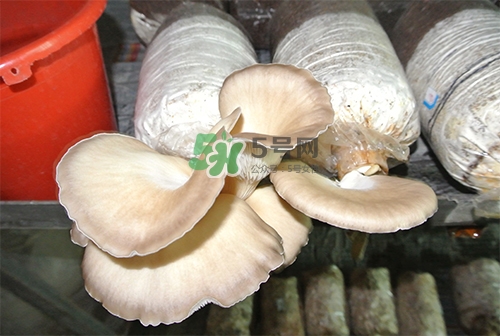 秀珍菇一畝地能種植多少包？秀珍菇如何出菇管理