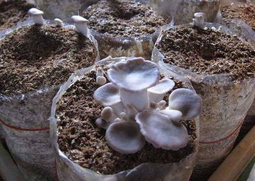 秀珍菇什么品種好？一萬袋秀珍菇要多少成本