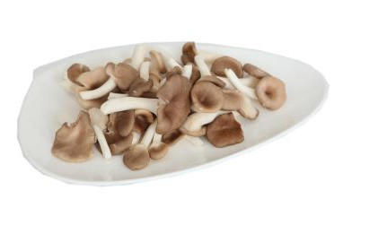 秀珍菇什么品種好？一萬袋秀珍菇要多少成本