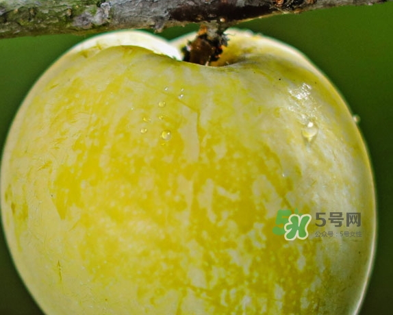 黃金奈李什么時(shí)候成熟？黃金奈李孕婦可以吃嗎