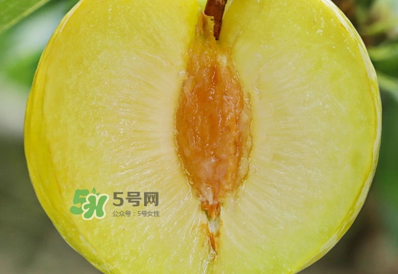 黃金奈李什么時(shí)候成熟？黃金奈李孕婦可以吃嗎