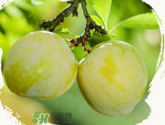 黃金奈李什么時(shí)候成熟？黃金奈李孕婦可以吃嗎