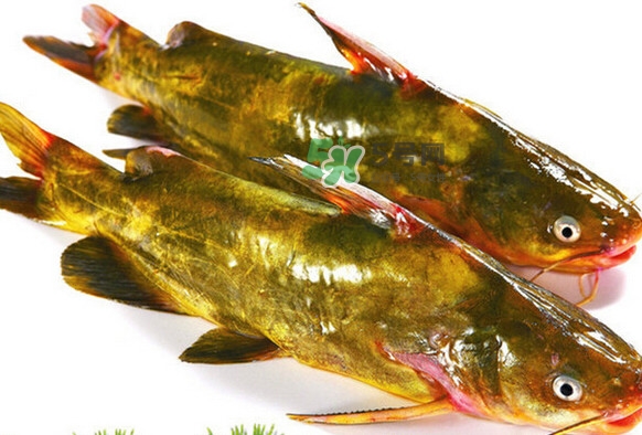 黃刺魚死了能吃嗎？黃刺魚不能與什么同食