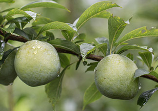 寶寶可以吃奈李嗎？寶寶多大可以吃奈李