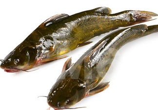 黃刺魚什么天氣好釣？黃刺魚釣魚最佳時間