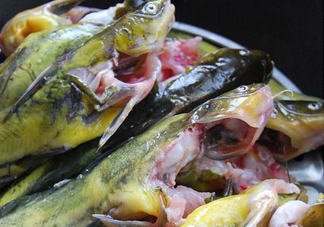 黃刺魚怎么殺？黃刺魚怎么處理