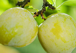 黃金奈李多少錢一斤？黃金奈李價(jià)格