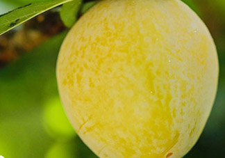 黃金奈李什么時(shí)候成熟？黃金奈李孕婦可以吃嗎