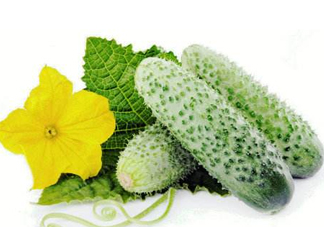 立秋可以種黃瓜嗎？立秋后能種黃瓜嗎？