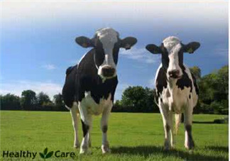 牛初乳是奶粉嗎？牛初乳跟奶粉的區(qū)別