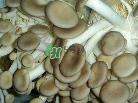 哪些人不能吃秀珍菇？秀珍菇不能和什么同吃？