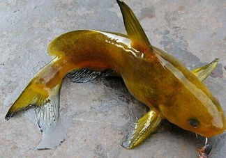 黃刺魚多少錢一斤？野生黃刺魚多少錢一斤