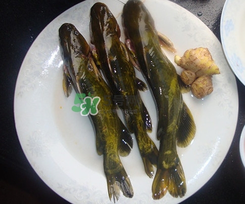 黃刺魚是發(fā)物嗎？黃刺魚是黃辣丁嗎