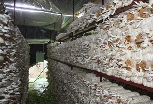 秀珍菇什么品種好？一萬袋秀珍菇要多少成本