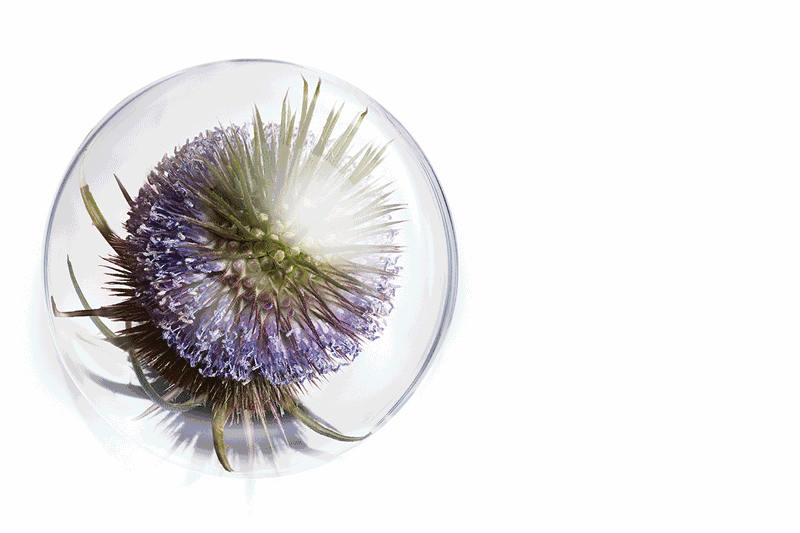 嬌韻詩智囊凍齡霜怎么用？嬌韻詩智囊凍齡霜使用方法