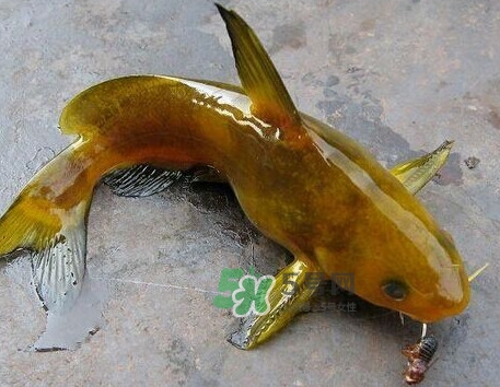 黃刺魚幾月份最好釣？黃刺魚怎么釣