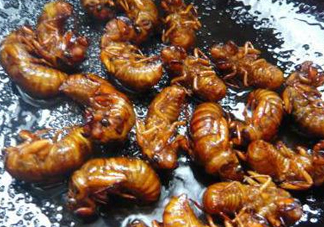 知了猴可以煮著吃嗎？知了猴怎么煮？