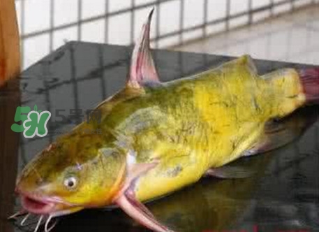 黃刺魚什么天氣好釣？黃刺魚釣魚最佳時(shí)間