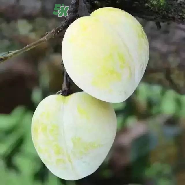 黃金奈李的營養(yǎng)價值 黃金奈李的功效 黃金奈李的營養(yǎng)價值 黃金奈李的功效