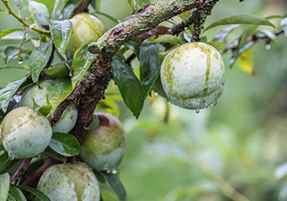 奈李怎么挑？奈李怎么挑選