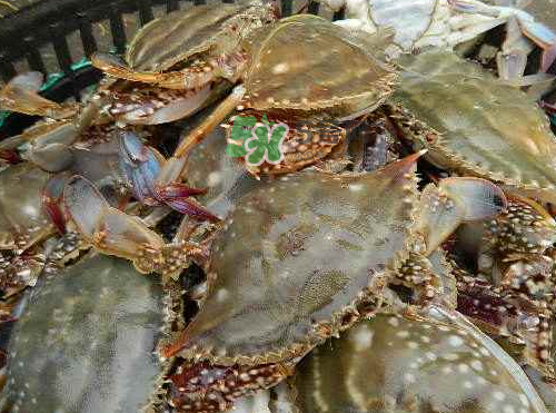 活的梭子蟹怎么保存？活梭子蟹保存方法