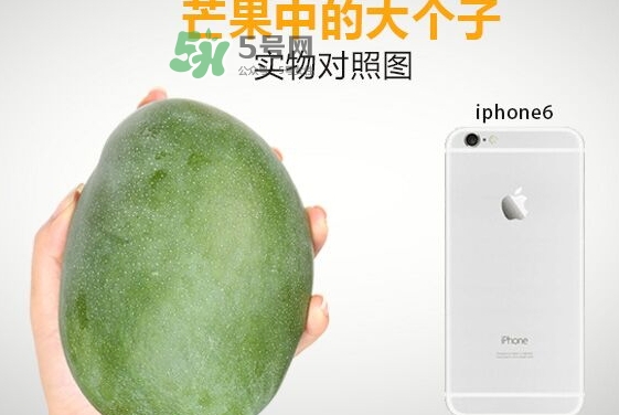 凱特芒果多少錢一斤？凱特芒果價格