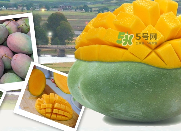 凱特芒果什么時(shí)候上市？凱特芒果上市時(shí)間