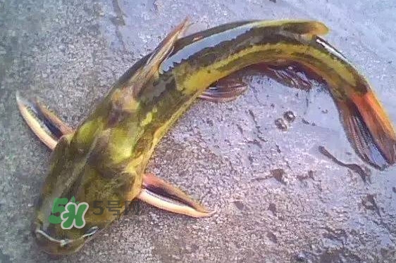 黃蜂魚(yú)有毒嗎？黃蜂魚(yú)怎么去毒