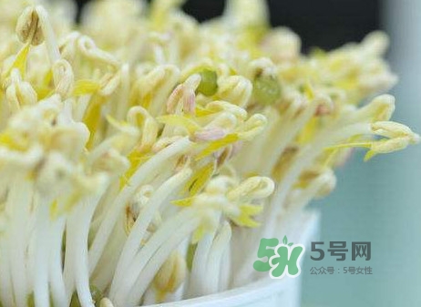 豆芽什么季節(jié)吃？豆芽什么時候有