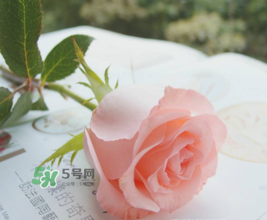 roseonly限量紅粉玫瑰多少錢？有幾朵？