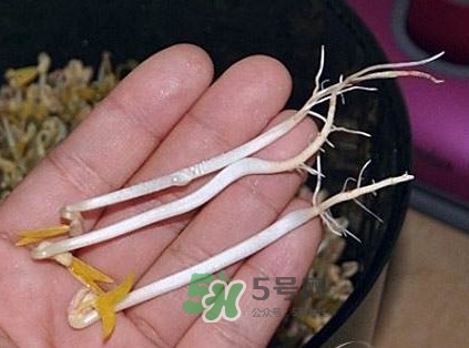 豆芽是發(fā)物嗎？豆芽能見(jiàn)陽(yáng)光嗎