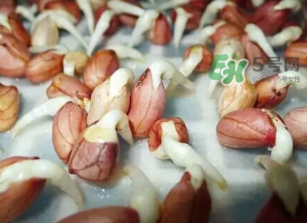 花生芽怎么培育？花生芽怎樣才能發(fā)出來