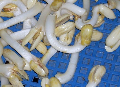 花生芽多少錢一斤？花生芽苦味有毒嗎？