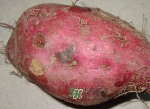 地瓜發(fā)芽能吃嗎？地瓜發(fā)芽了還可以吃嗎