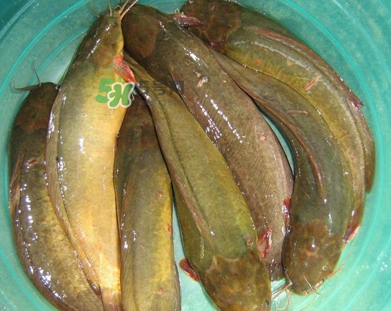 黃蜂魚怎么煮好吃？黃蜂魚燉湯孕婦可以喝嗎