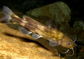 黃蜂魚怎么煮好吃？黃蜂魚燉湯孕婦可以喝嗎