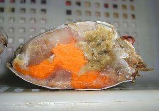 梭子蟹有蟹黃嗎？梭子蟹蟹黃在哪里？