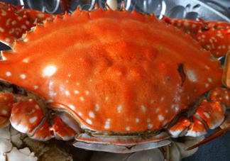 梭子蟹公的好還是母的好？?梭子蟹吃公的還是母的？