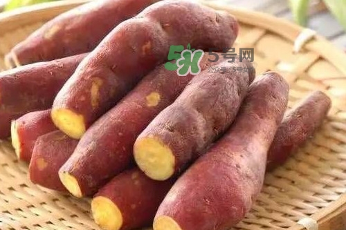 地瓜發(fā)芽能吃嗎？地瓜發(fā)芽了還可以吃嗎