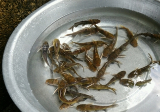 黃蜂魚怎么做好吃？黃蜂魚怎么釣