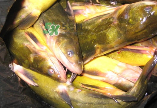 黃蜂魚(yú)有毒嗎？黃蜂魚(yú)怎么去毒