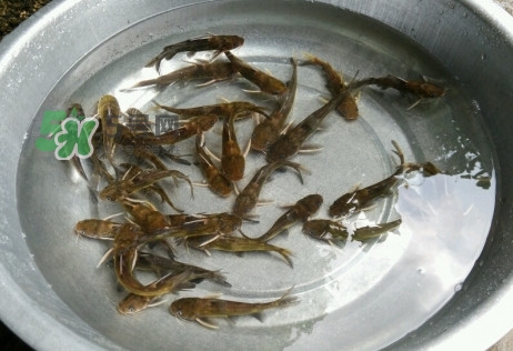 黃蜂魚怎么做好吃？黃蜂魚怎么釣