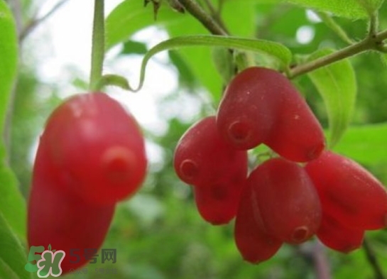 杈杷果能放時(shí)間長嗎？杈杷果怎么保存？