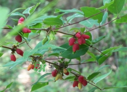 杈杷果多少錢一斤？杈杷果價格表