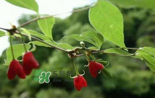 杈杷果怎么吃？杈杷果食用方法