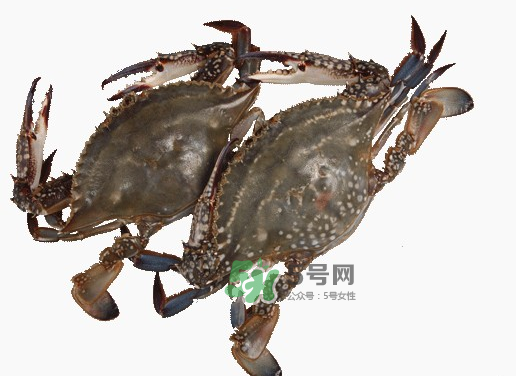 梭子蟹一只大概多重？梭子蟹一斤一般幾只？