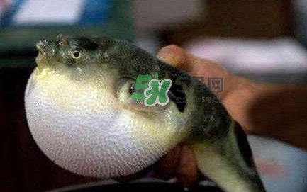 河鲀可以養(yǎng)嗎？河鲀有毒為什么還要吃