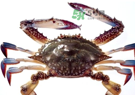 梭子蟹一只大概多重？梭子蟹一斤一般幾只？